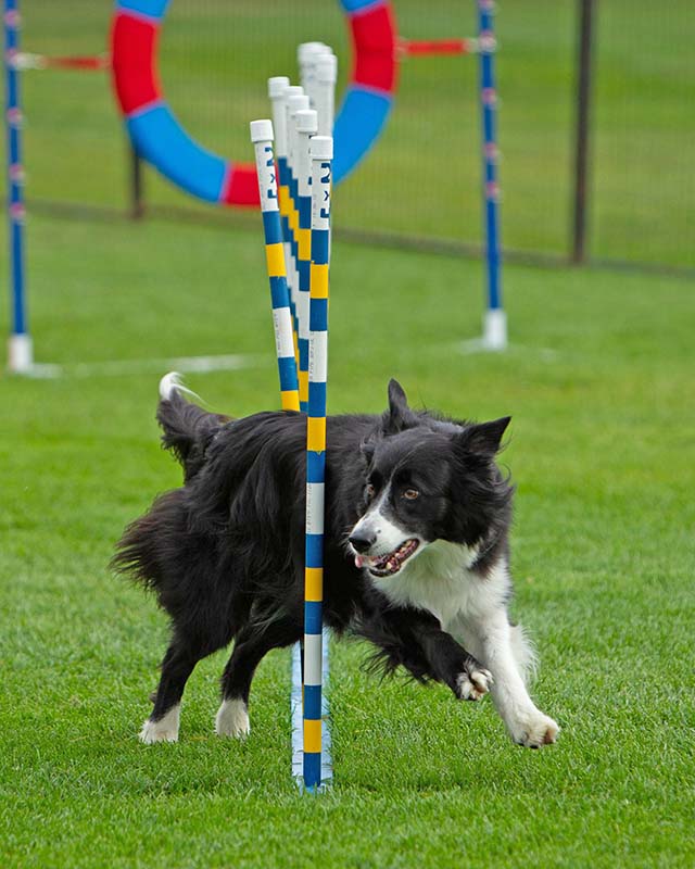 WeavePoles